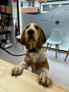 Cuidados para mascotas en primavera · Praia Veterinaria