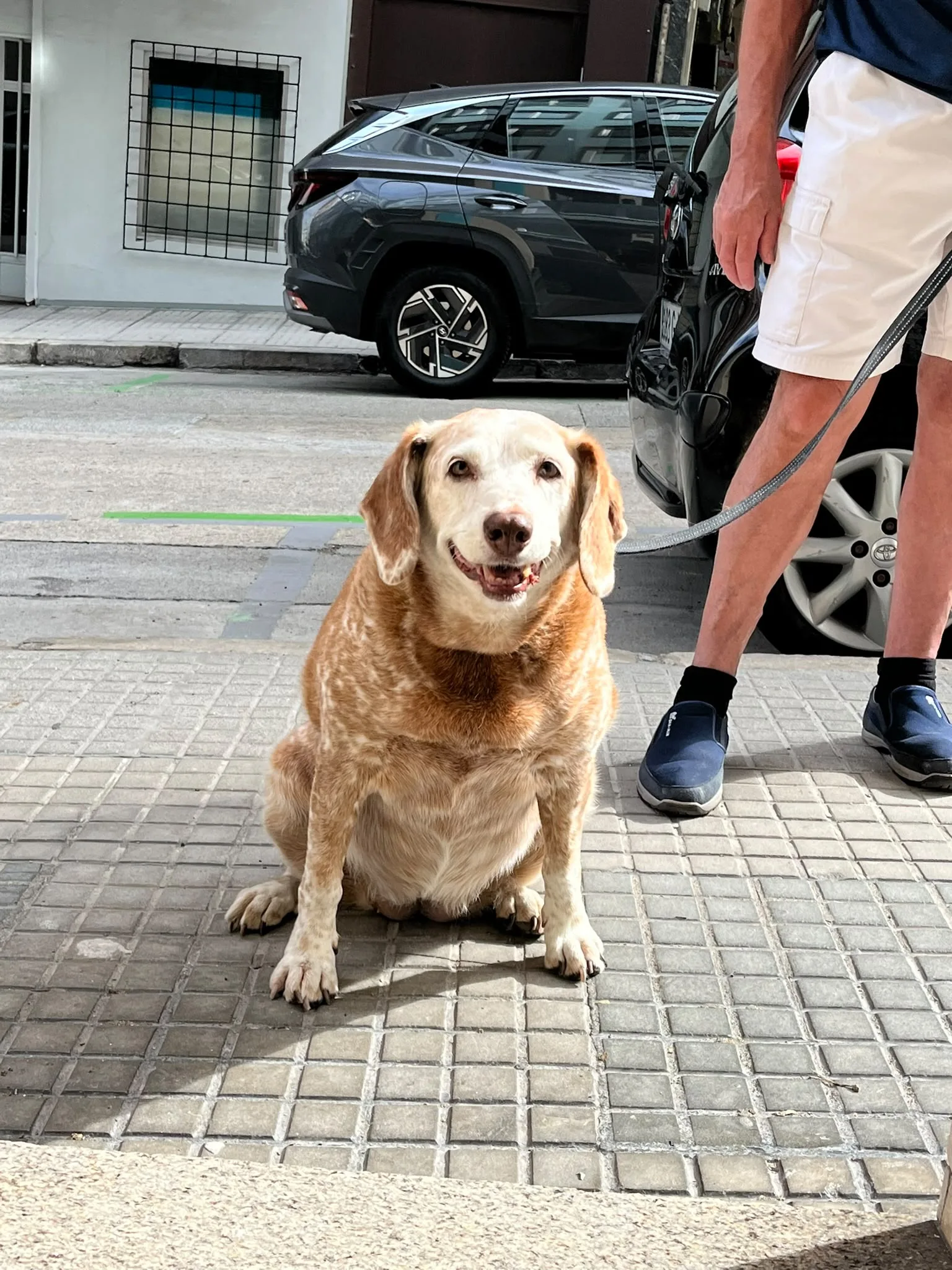 Caso Clínico Catuxa - Otitis crónica en perros