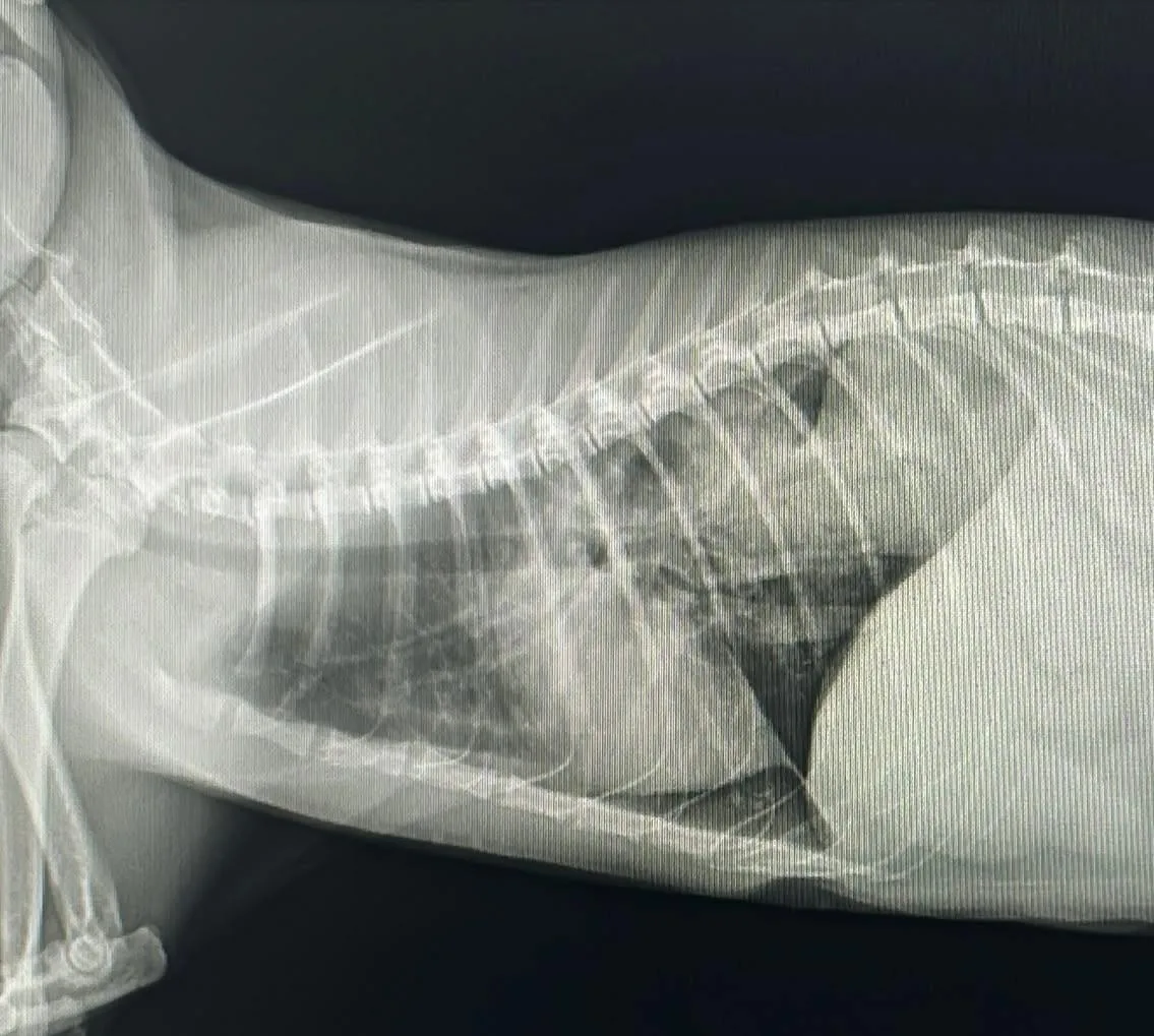 Praia Veterinaria - radiografía prequirúrgica en gatos de tórax en Clínica Praia