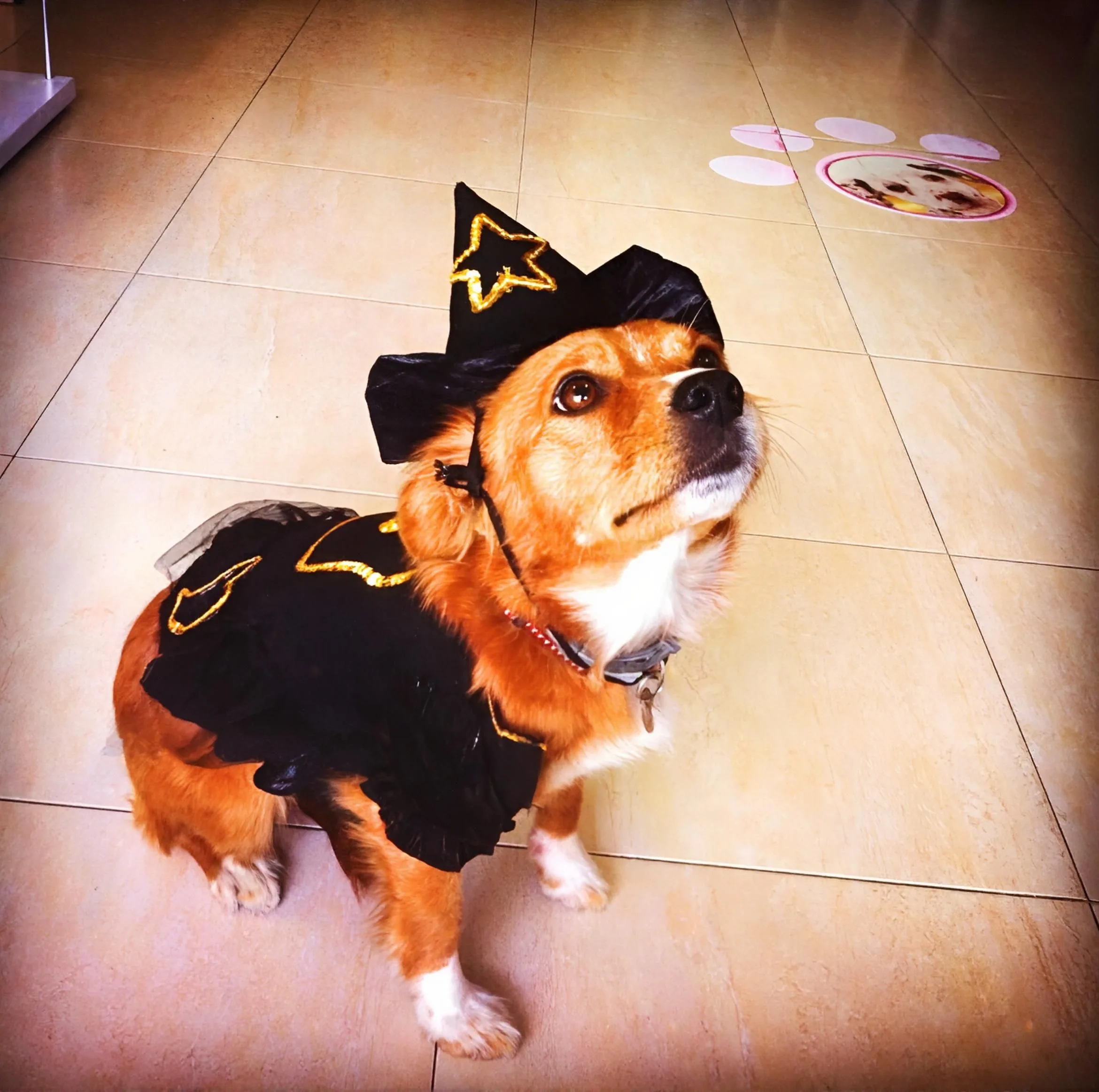 Praia Veterinaria - Halloween con mascotas - Perro con disfraz de Halloween en casa.