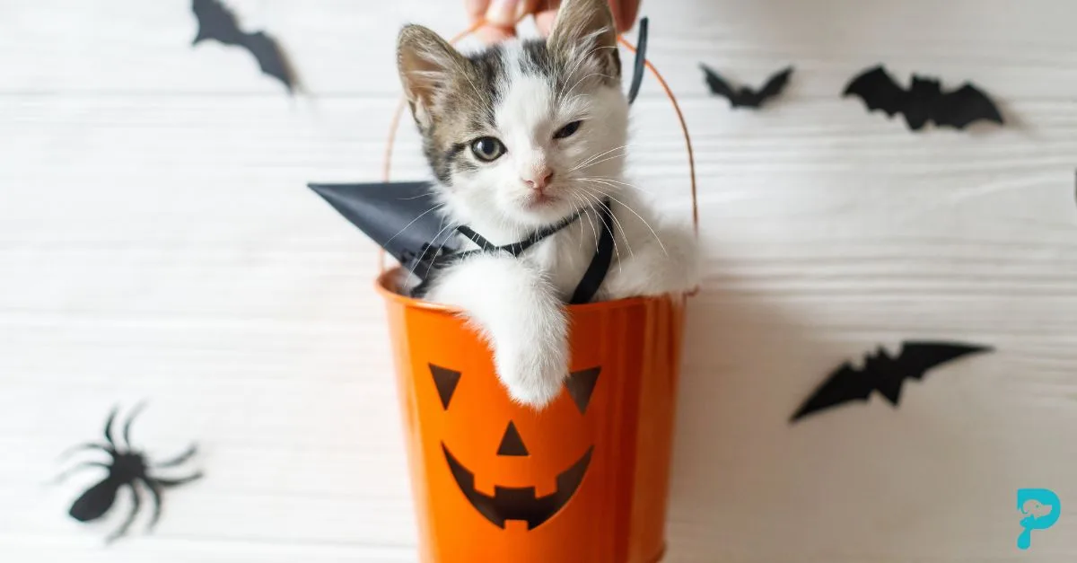 Praia Veterinaria - Halloween con mascotas - Gato con disfraz de Halloween en casa.