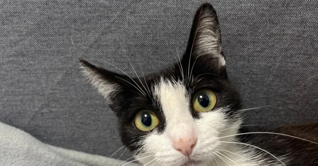 Radiografía prequirúrgica de tórax en gato en Clínica Praia