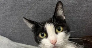 Radiografía prequirúrgica de tórax en gato en Clínica Praia